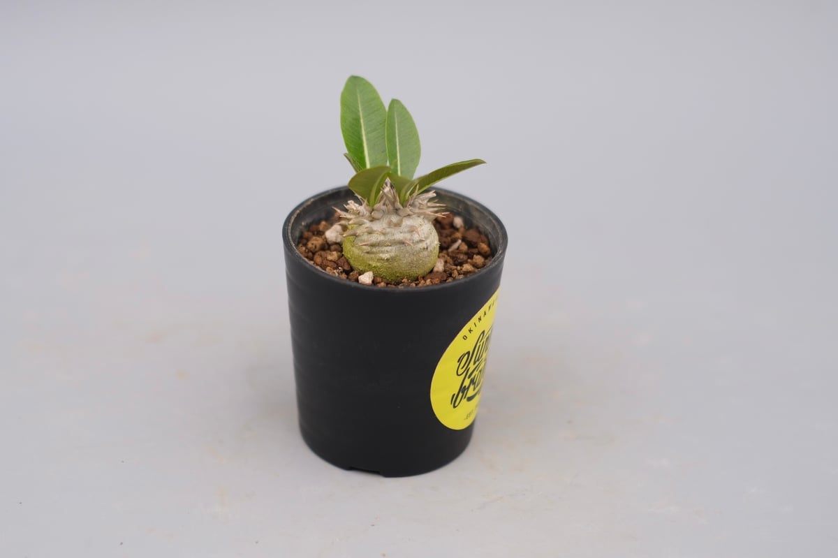 パキポディウム エニグマチカム 実生株 Pachypodium enigmaticum 008