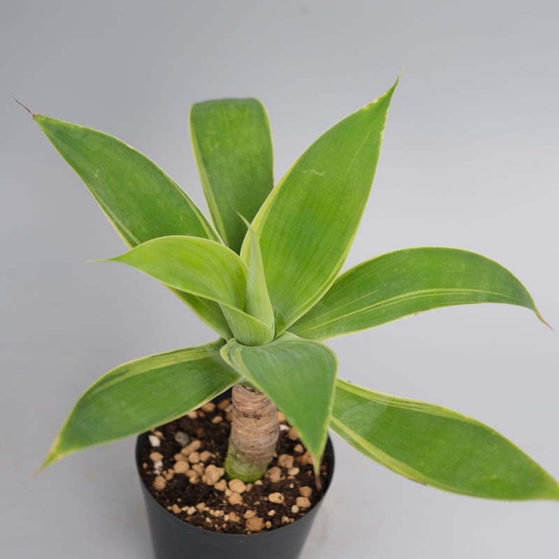 斑入り】アガべ アテナータ Agave attenuata 'Variegata' 003