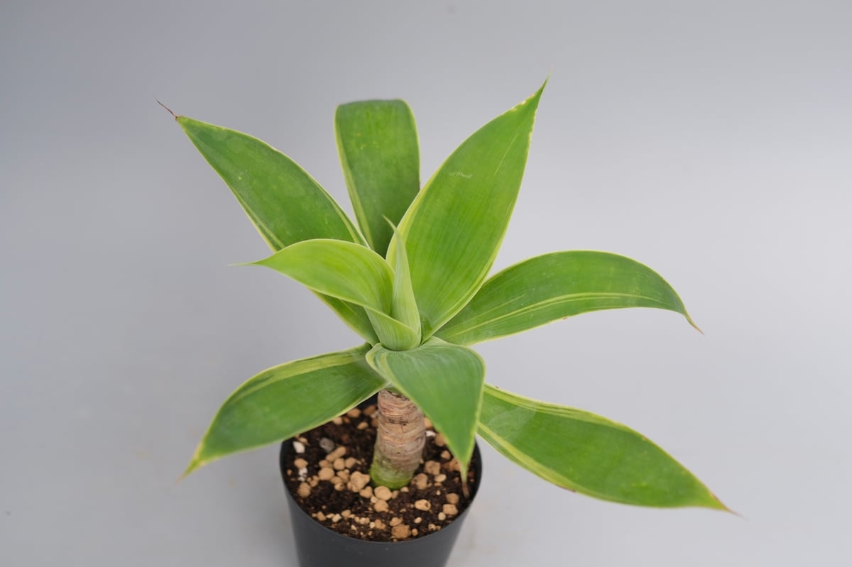 斑入り】アガべ アテナータ Agave attenuata 'Variegata' 003