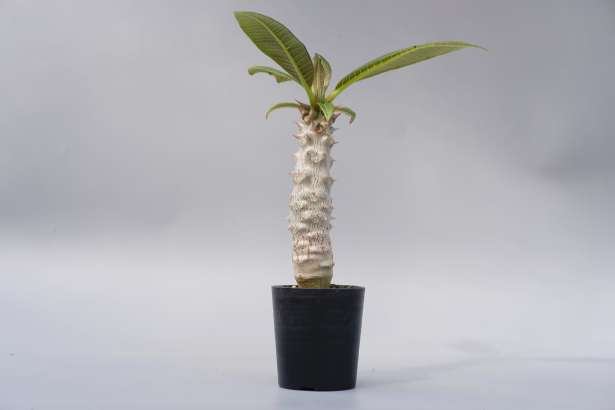 パキポディウム バロニー実生株025 Pachypodium baronii | Sunny