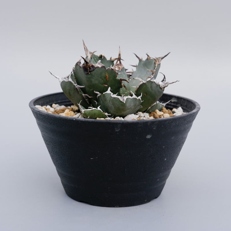 Agave titanota 白鯨 014 | Sunny Branch