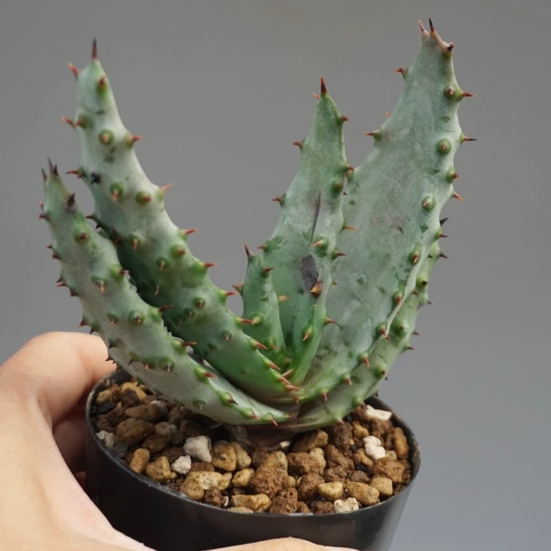 アロエ マルロシー 鬼切丸 Aloe marlothii 002 | Sunny Branch