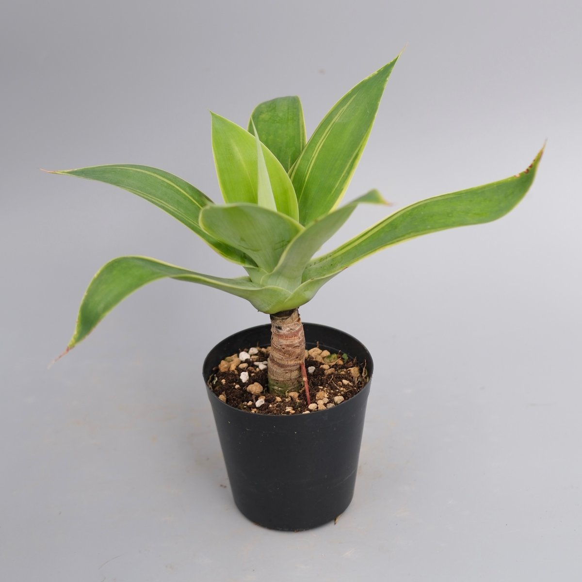 斑入り】アガべ アテナータ Agave attenuata 'Variegata' 004