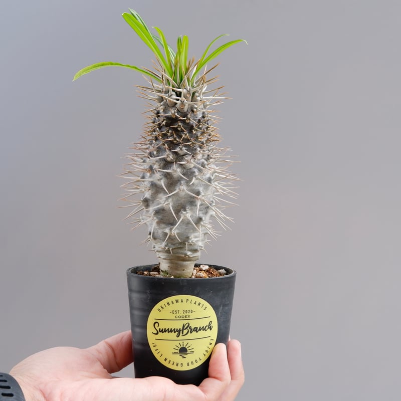 パキポディウム ラメリー実生株 002 Pachypodium lamerei | Sunny