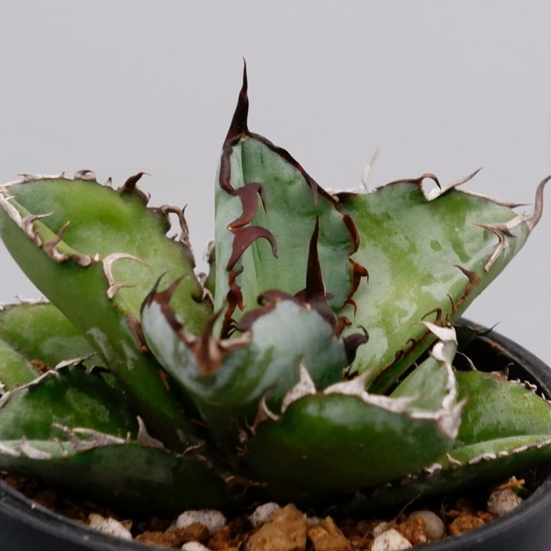 アガベ チタノタ ブラックアンドブルー Agave titanota BB 059 【子株