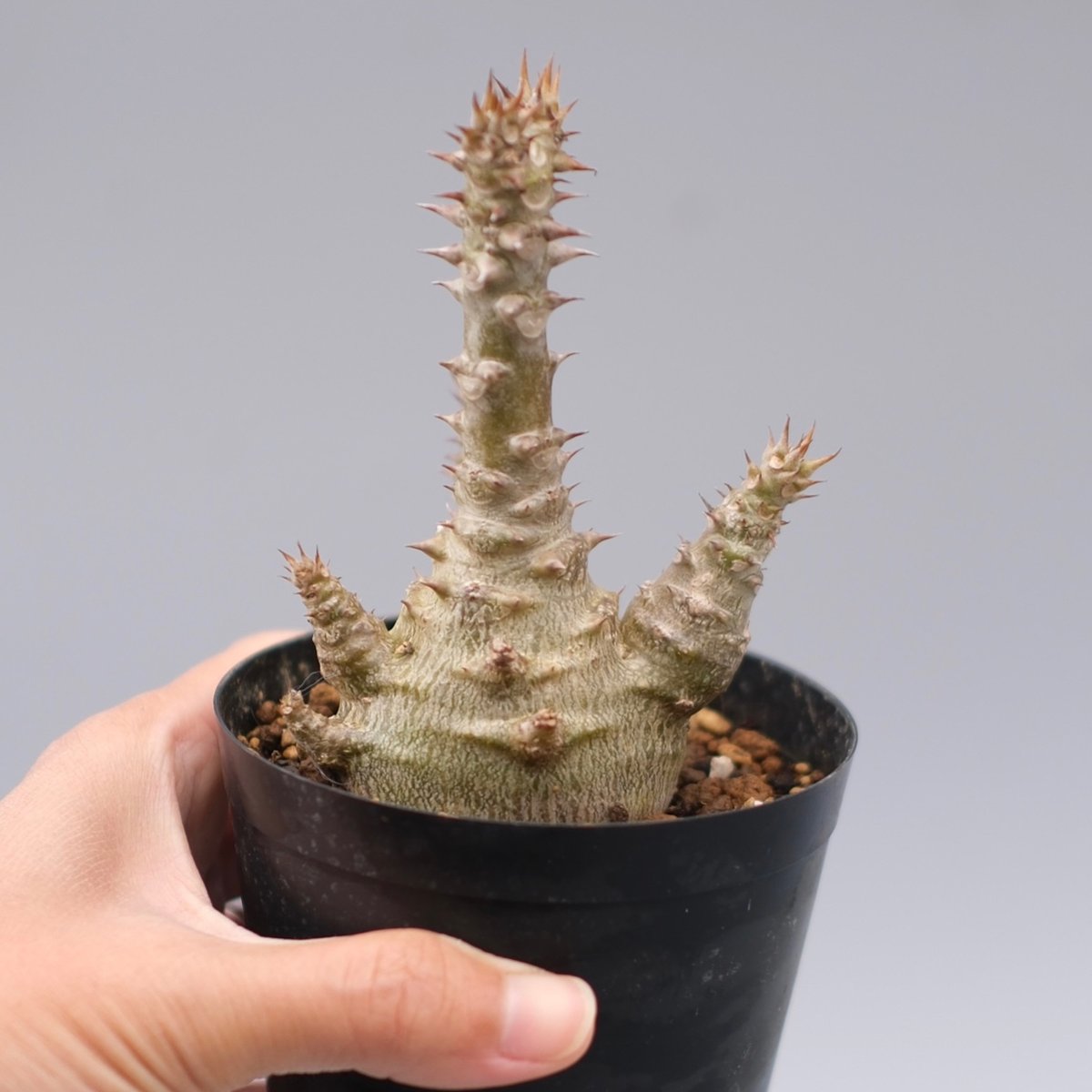 パキポディウム ウィンゾリー 実生株 135 Pachypodium windsorii |