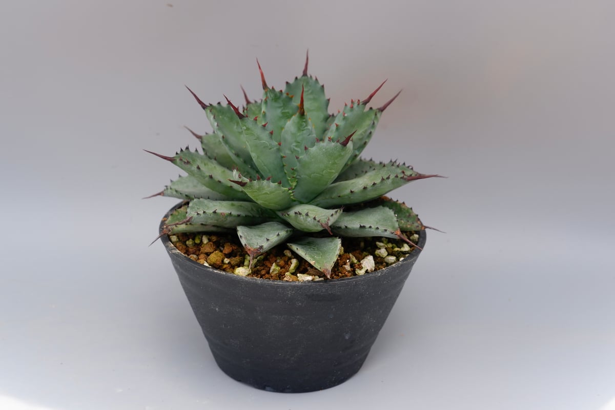 曲刺八雷（八荒殿×雷神 Agave macroacantha × potatorum）八荒