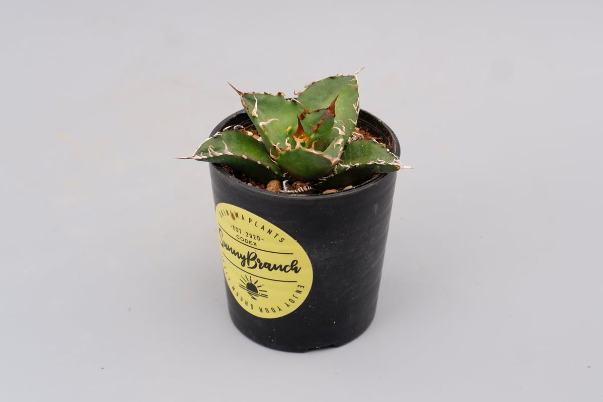 アガベ チタノタ　シーザー アガベ チタノタ シーザー Agave titanota caesar 102 | Sunny