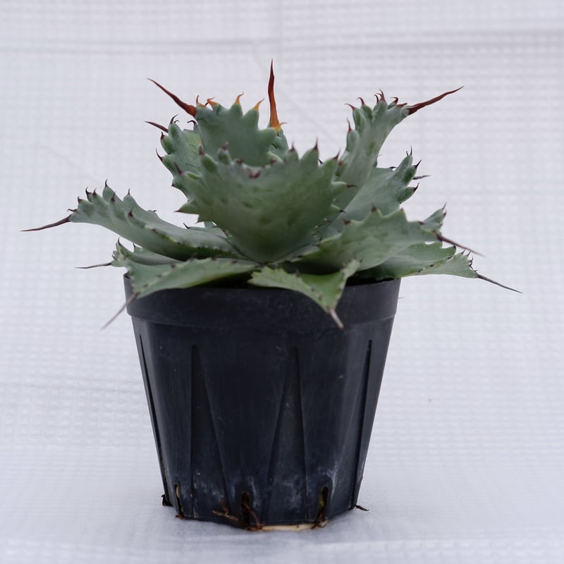 アガベ ポタトラム スポーン004 Agave Potatorum 'SPAWN' | Sun