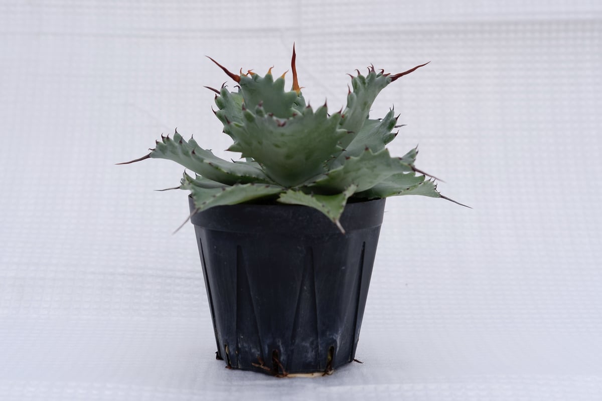 アガベ ポタトラム スポーン004 Agave Potatorum 'SPAWN' | Sun