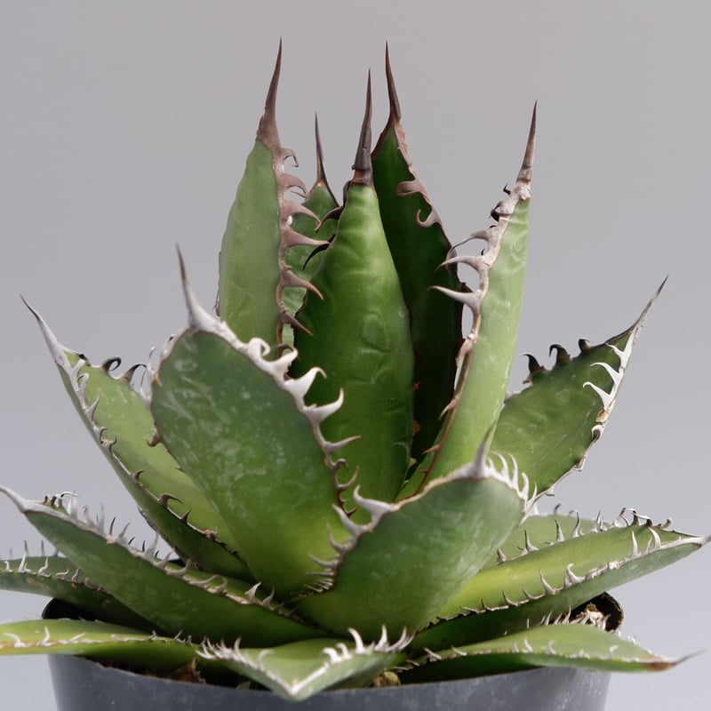 アガベ ホリダ 027 Agave horrida 強棘 | Sunny Branch アガベ ホリダ 027 Agave horrida 強棘 | Sunny Branch