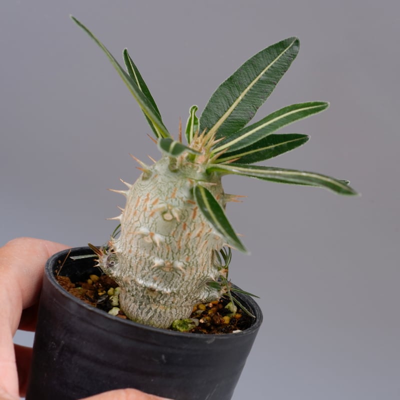 パキポディウム カクチペス 実生株 002 Pachypodium cactipes