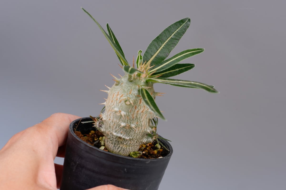 1624パキポディウム ロスラーツム Pachypodium cactipes パキポディウム ロスラーツム カクチペス Pachypodium rosulatum