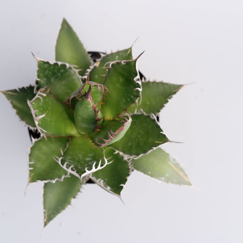 アガベ ホリダ 029 Agave horrida 強棘 | Sunny Branch