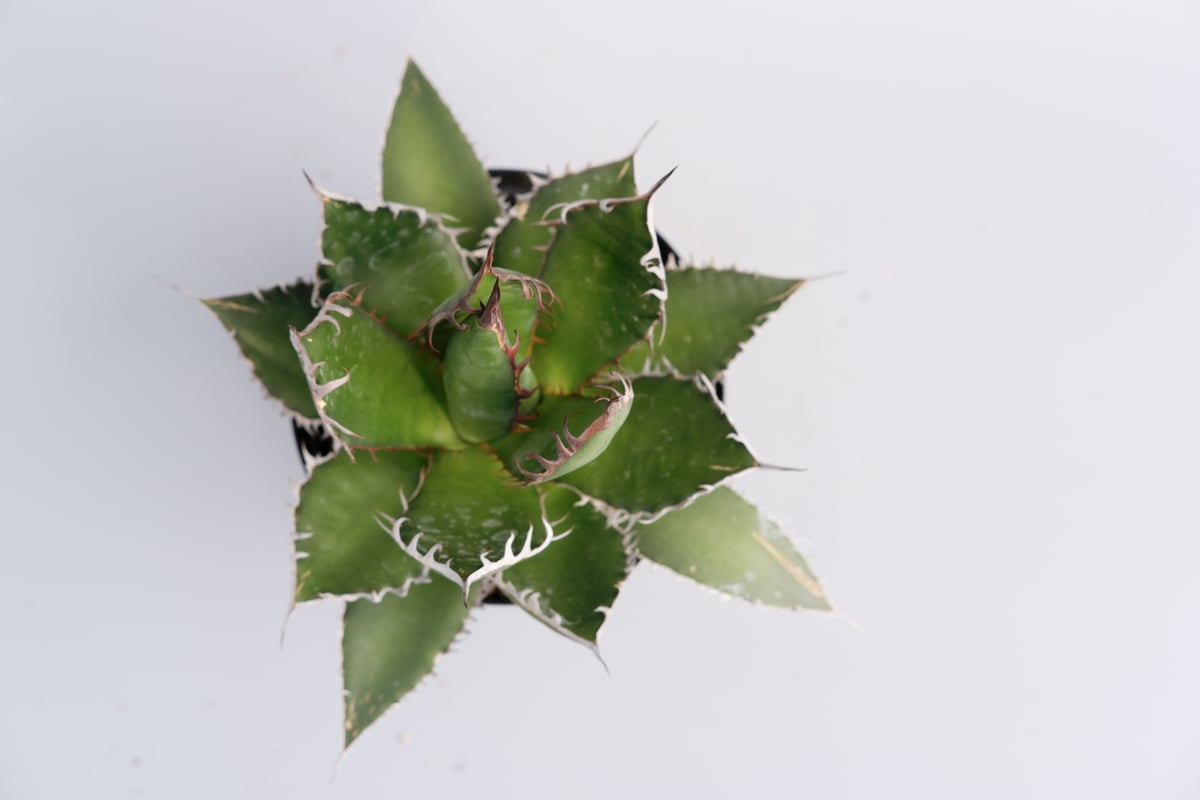 アガベ ホリダ 029 Agave horrida 強棘 | Sunny Branch