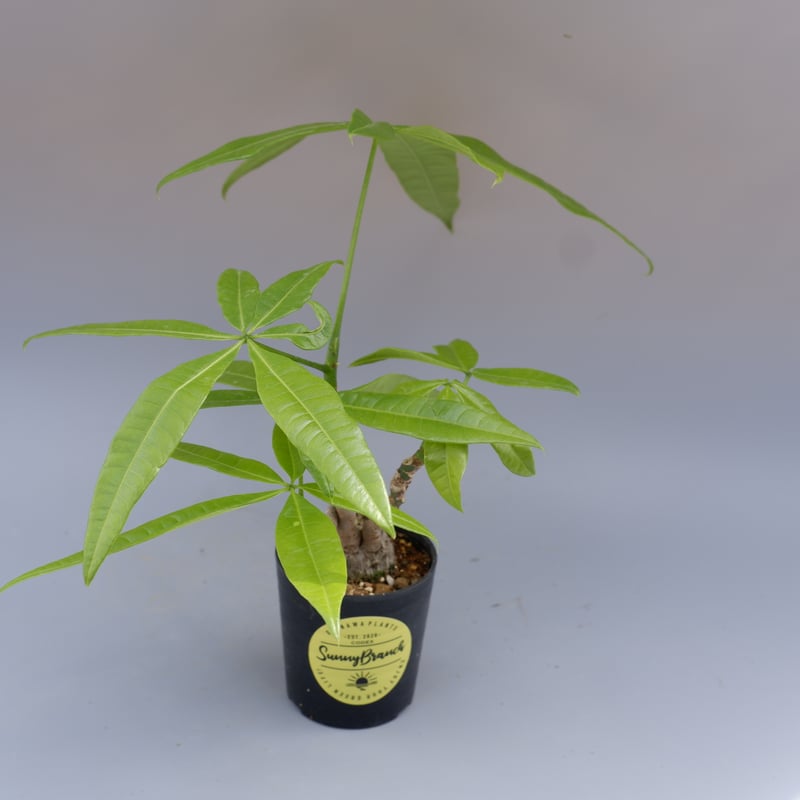 パキラ パキラ 曲がり仕立て 016 Pachira | Sunny Branch