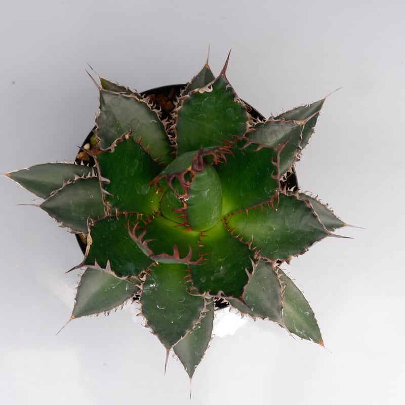 アガベ ホリダ 042 Agave horrida 強棘 | Sunny Branch