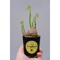 アグラオネマ リリアン Aglaonema 001 | Sunny Branch