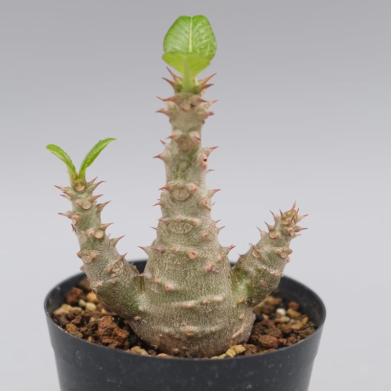 パキポディウム ウィンゾリー 実生株 028 Pachypodium windsorii
