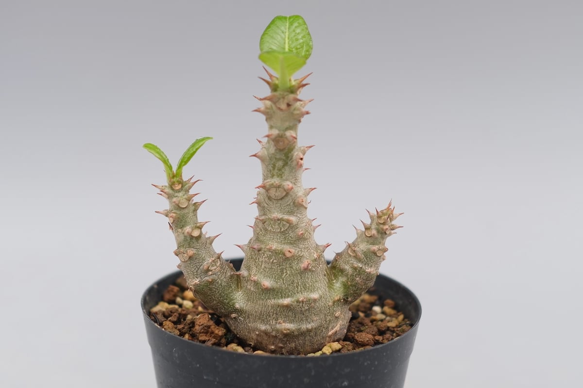 パキポディウム ウィンゾリー 実生株 028 Pachypodium windsorii |