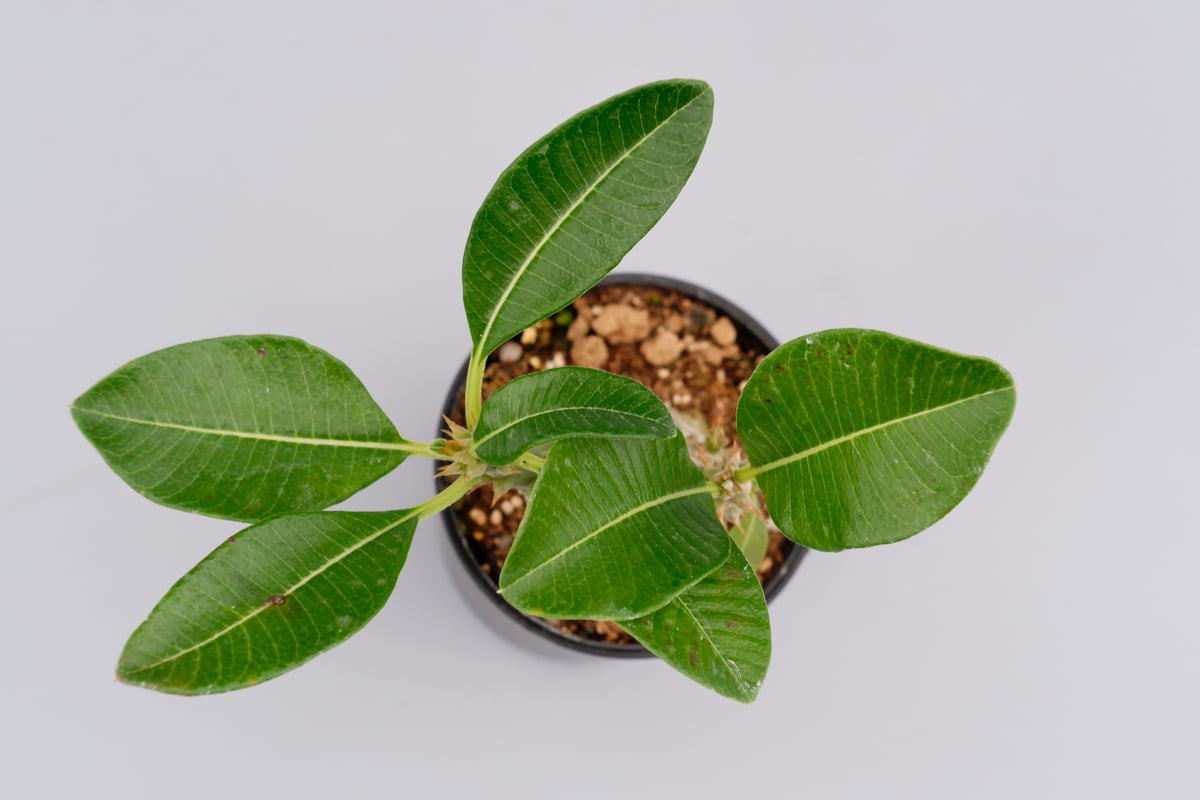 パキポディウム ウィンゾリー 実生株 017 Pachypodium windsorii |