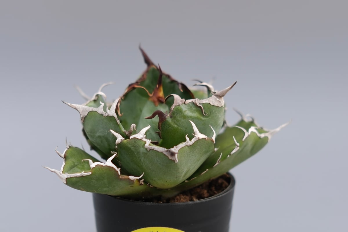 アガベ チタノタ 白鯨 Agave titanota white whale 226 | Su