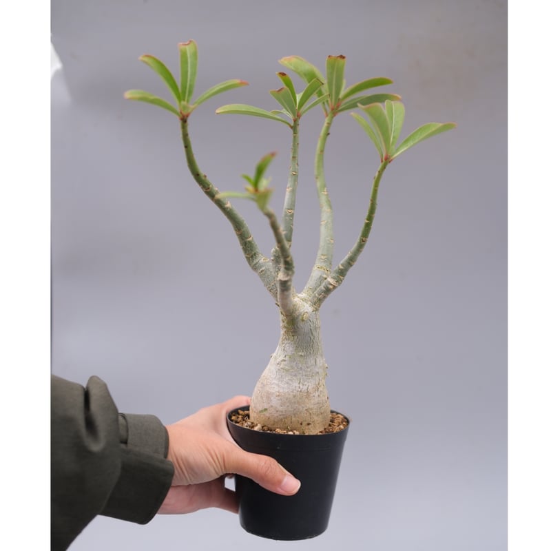 アデニウム ソマレンセ 実生株 Adenium somalense 009 | Sunny B