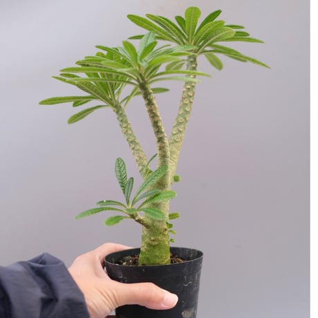 ドルステニアギガス２セット ドルステニアギガス2セット ドルステニア ギガス セット 【公式通販】