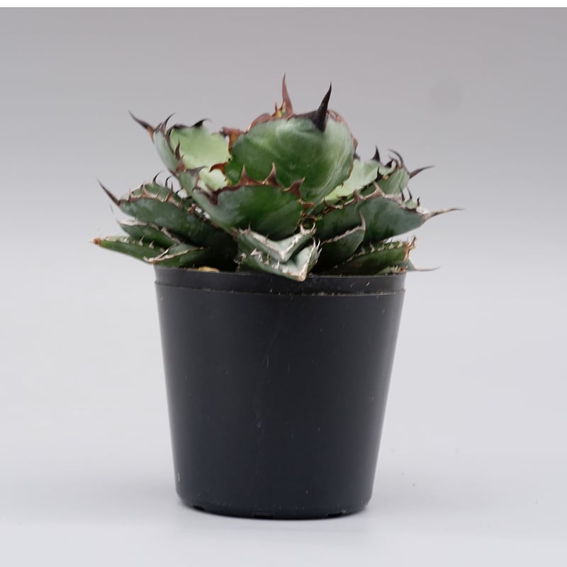 アガベ チタノタ ブラックアンドブルー Agave titanota BB 076 | Sun