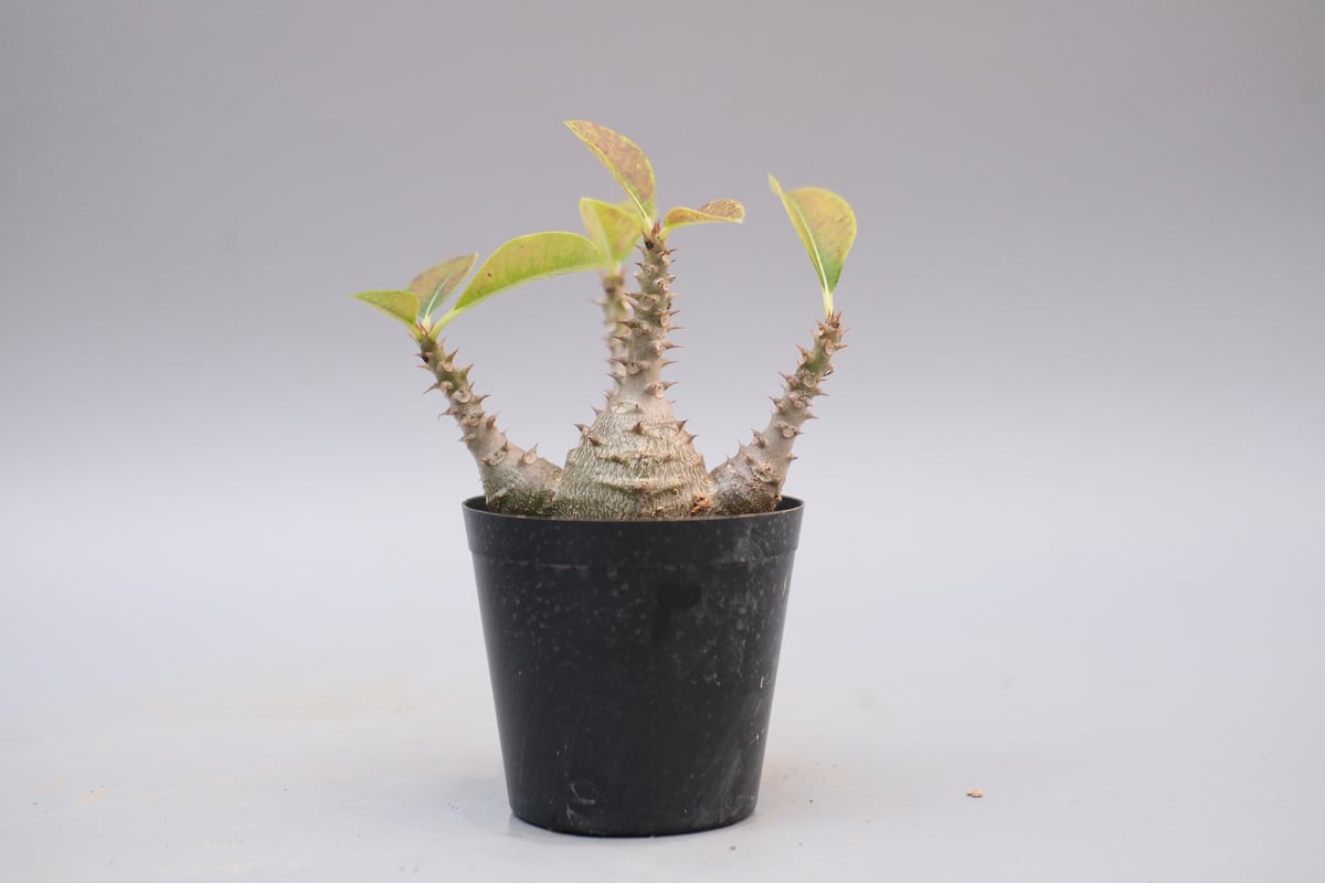 パキポディウム ウィンゾリー 実生株 124 Pachypodium windsorii |