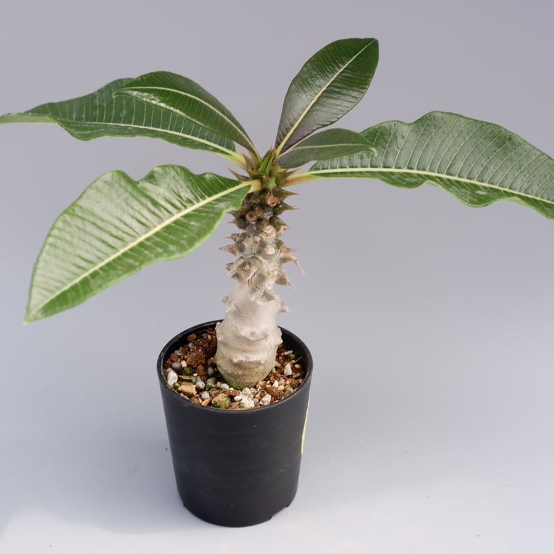 パキポディウム バロニー実生株 014 Pachypodium baronii | Sunn