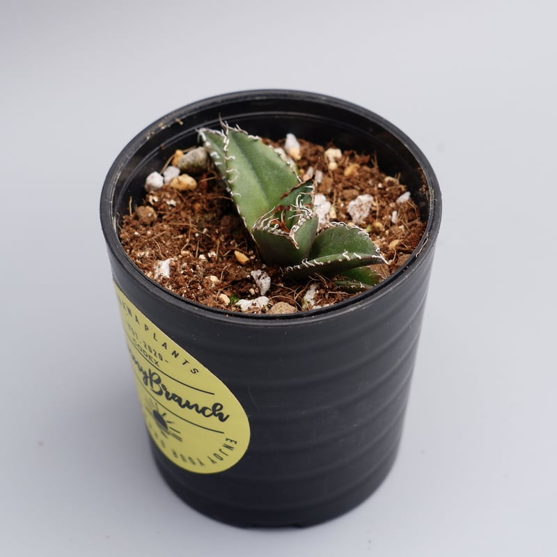 アガベ チタノタ シーザー Agave titanota caesar 011 | Sunny