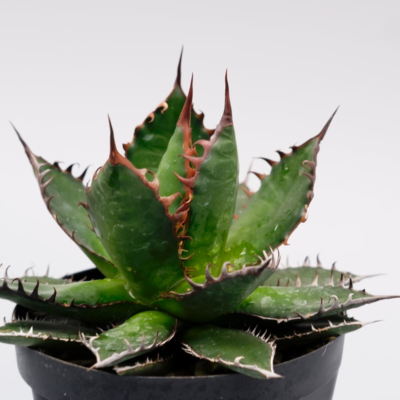 アガベ ホリダ 040 Agave horrida 強棘 | Sunny Branch
