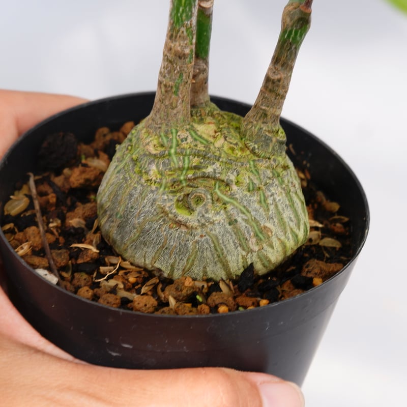 プセウド　ボンバックス　良型 プセウドボンバックス エリプティクム Pseudobombax ellipticum