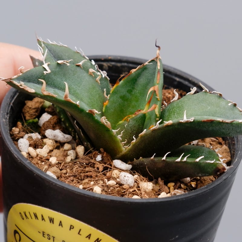 アガベセット　チタノタ　シーザー　白鯨　魔丸　オテロイ実生　ピーコッキー アガベセット チタノタ シーザー 白鯨 魔丸 オテロイ実生 ピーコッキー