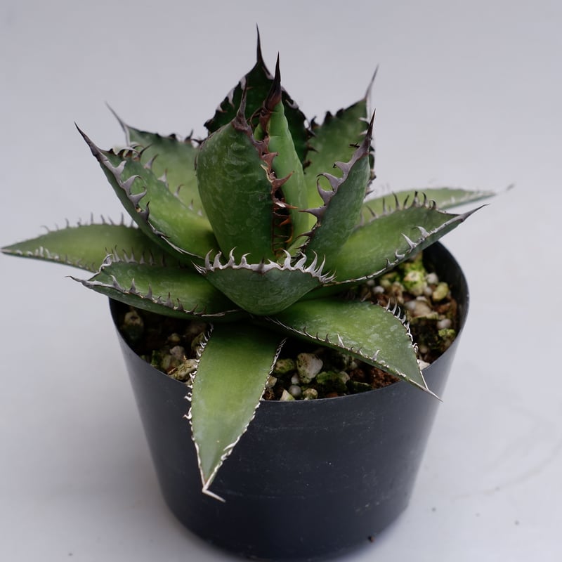 アガベ ホリダ 021 Agave horrida 強棘 | Sunny Branch