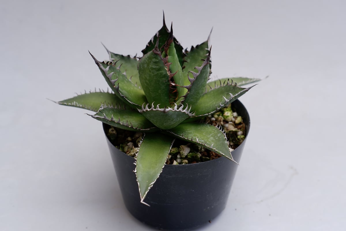 アガベ ホリダ 021 Agave horrida 強棘 | Sunny Branch