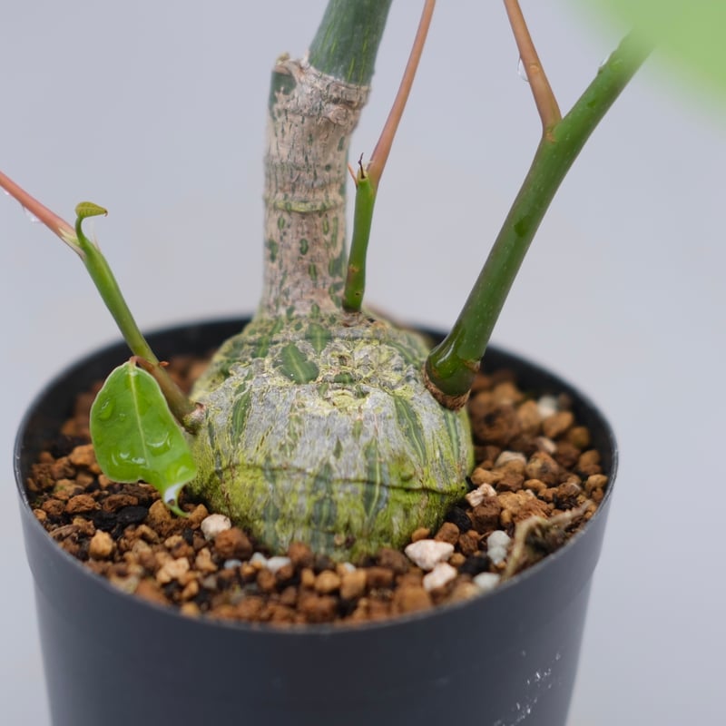まんまる型 プセウド ボンバックス 049 Pseudobombax ellipticum |