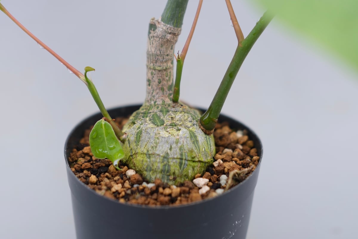 まんまる型 プセウド ボンバックス 049 Pseudobombax ellipticum |