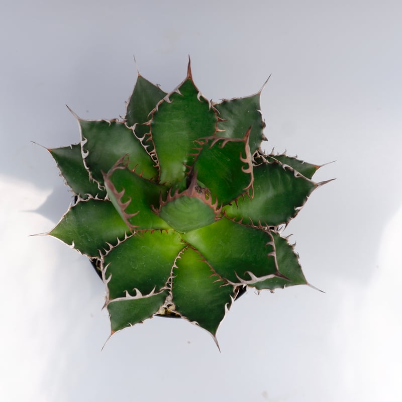 アガベ　ホリダ アガベ ホリダ 042 Agave horrida 強棘 | Sunny Branch