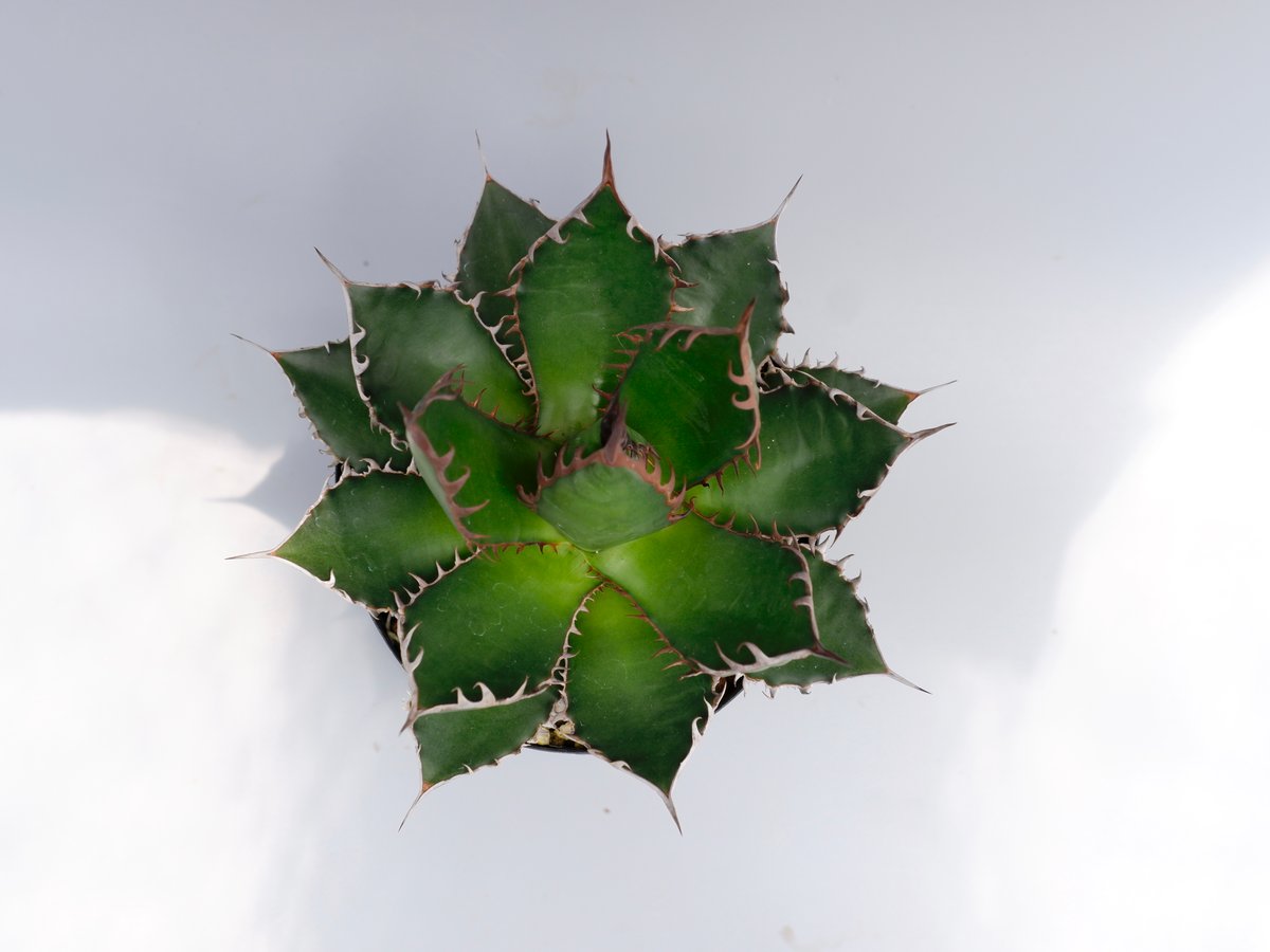 アガベホリダ極上株　Agave horrida No.AHRD025 アガベホリダ極上株 Agave horrida No.AHRD025
