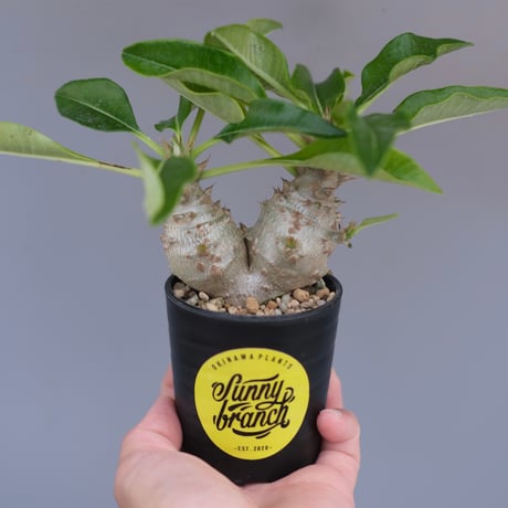 ウィンゾリー | STORES