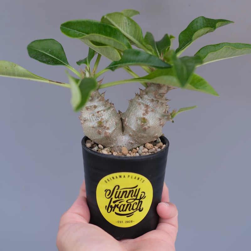 パキポディウム ウィンゾリー 実生株 093 Pachypodium windsorii |