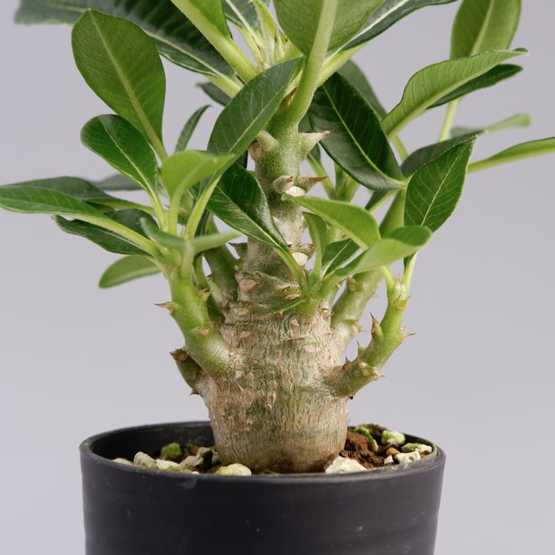 じぇむさんウィンゾリー じぇむさんウィンゾリー 武蔵屋通販 | セント・ジェームス XO