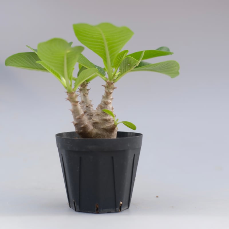 パキポディウム ウィンゾリー 実生株 045 Pachypodium windsorii |