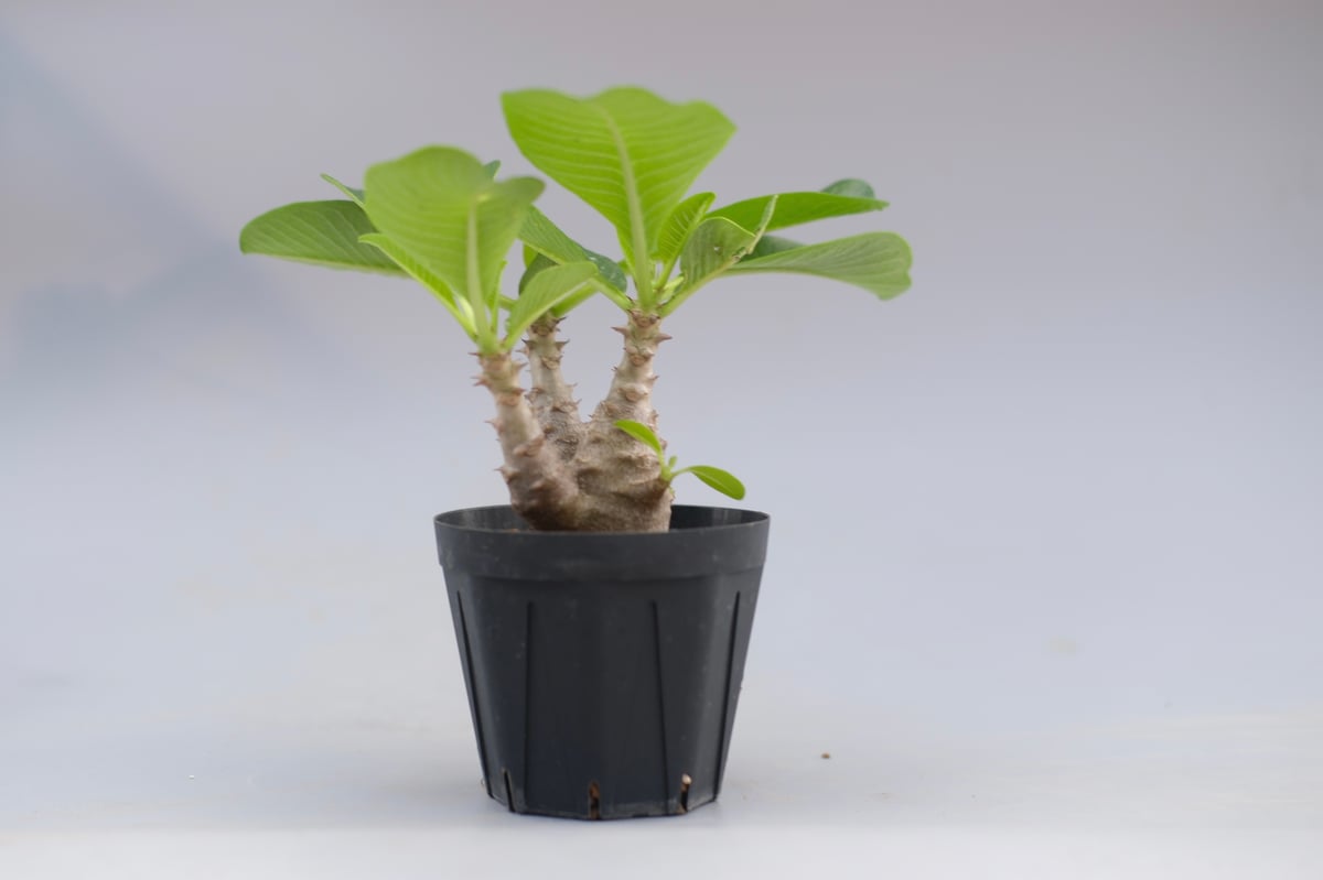 パキポディウム ウィンゾリー 実生株 045 Pachypodium windsorii |