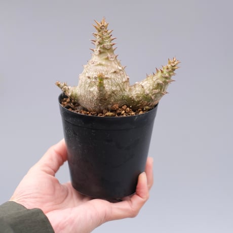 パキポディウムウィンゾリー | STORES