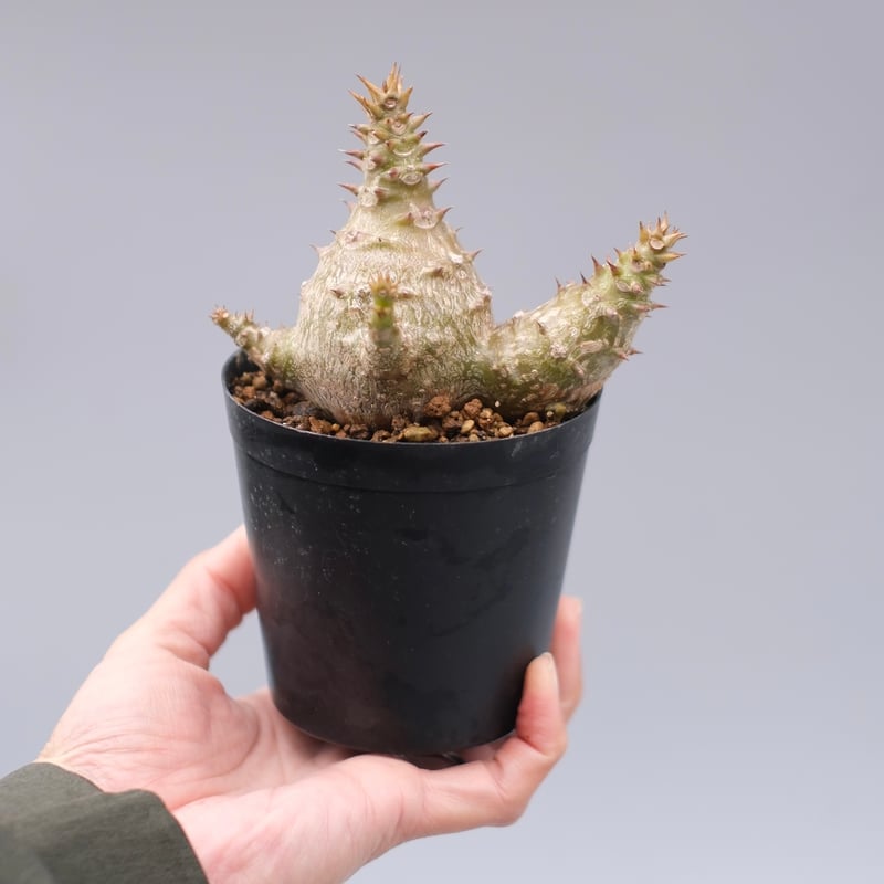 パキポディウム ウィンゾリー 実生株 136 Pachypodium windsorii |