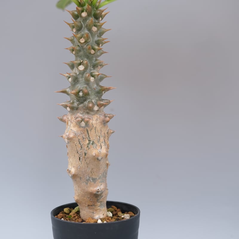 パキポディウム バロニー実生株028 Pachypodium baronii | Sunny