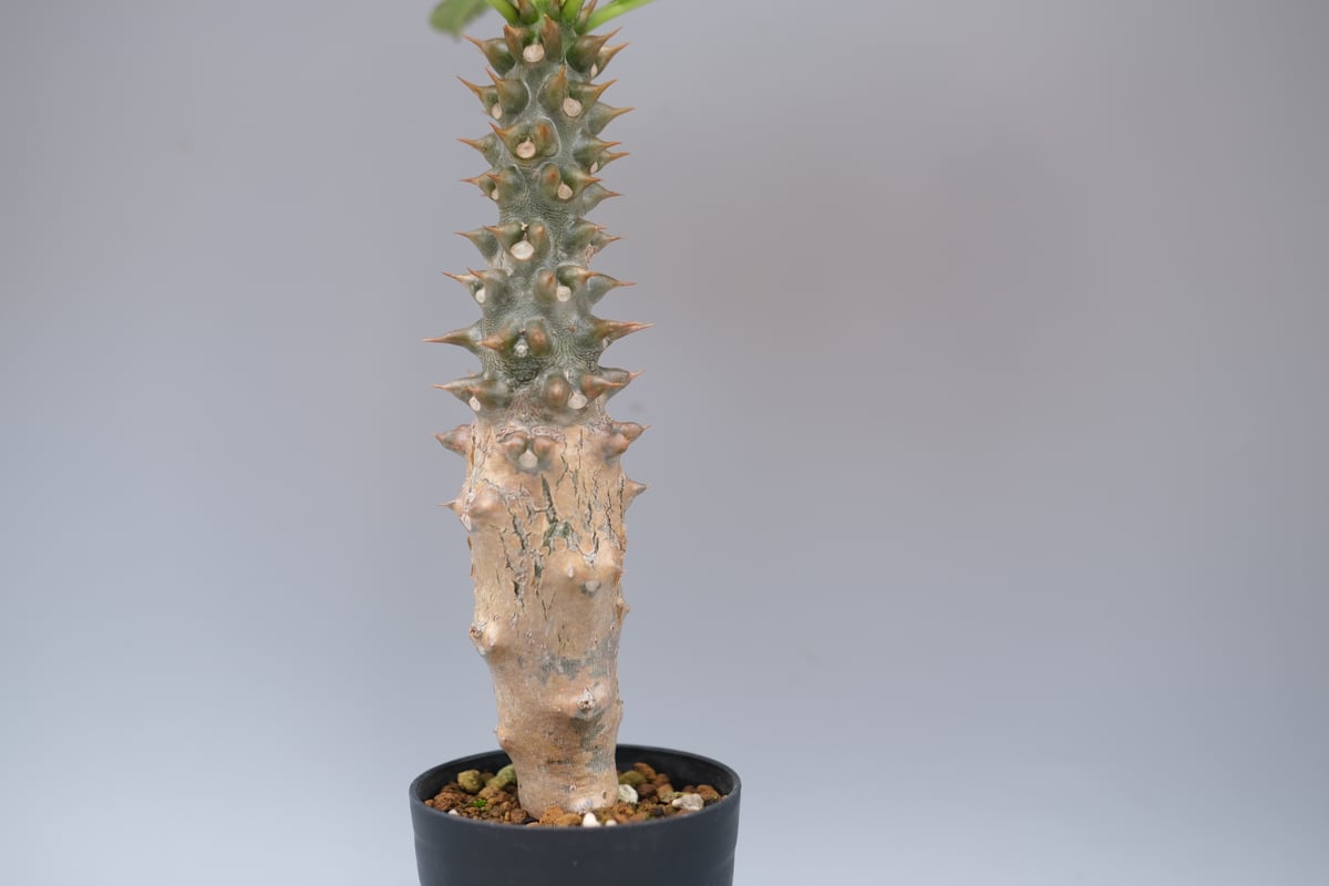 パキポディウム・バロニー 実生株 パキポディウム バロニー実生株028 Pachypodium baronii | Sunny